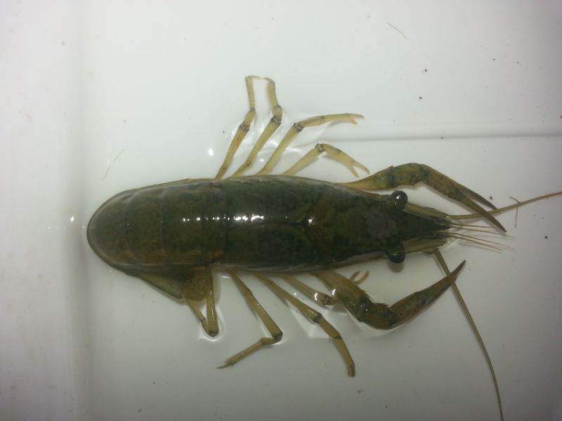 identificazione gambero d''acqua dolce: Procambarus